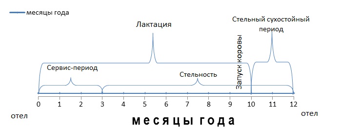 Межотельный цикл коровы