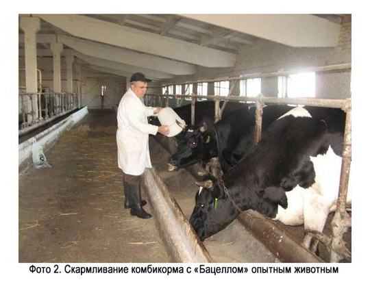 Скармливание комбикорма с «Бацеллом» опытным животным Скармливание комбикорма с «Бацеллом» опытным животным