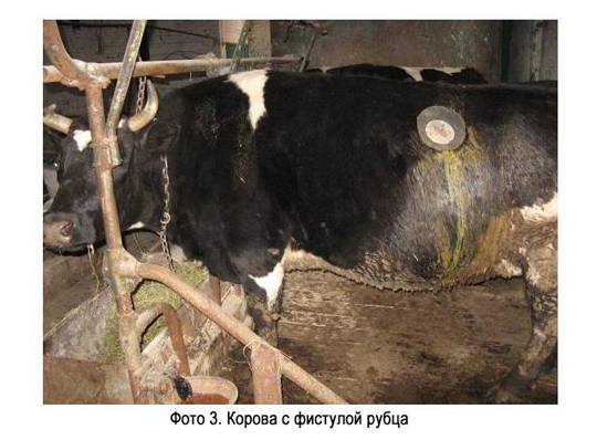 Корова с фистулой рубца Корова с фистулой рубца
