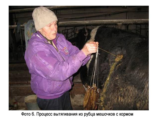 Процесс вытягивания из рубца мешочков с кормом Процесс вытягивания из рубца мешочков с кормом