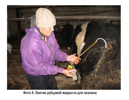 Взятие рубцовой жидкости для анализа Взятие рубцовой жидкости для анализа