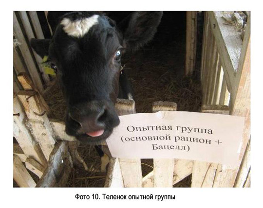 Теленок опытной группы Теленок опытной группы