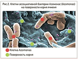 Гифы Триходермы(Trichoderma) поражают мицелий гриба Фузариума (Fusarium)
