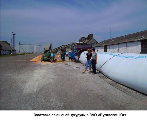 Заготовка плющенной кукурузы в ЗАО «Путиловец Юг» с применением закваски Битасил