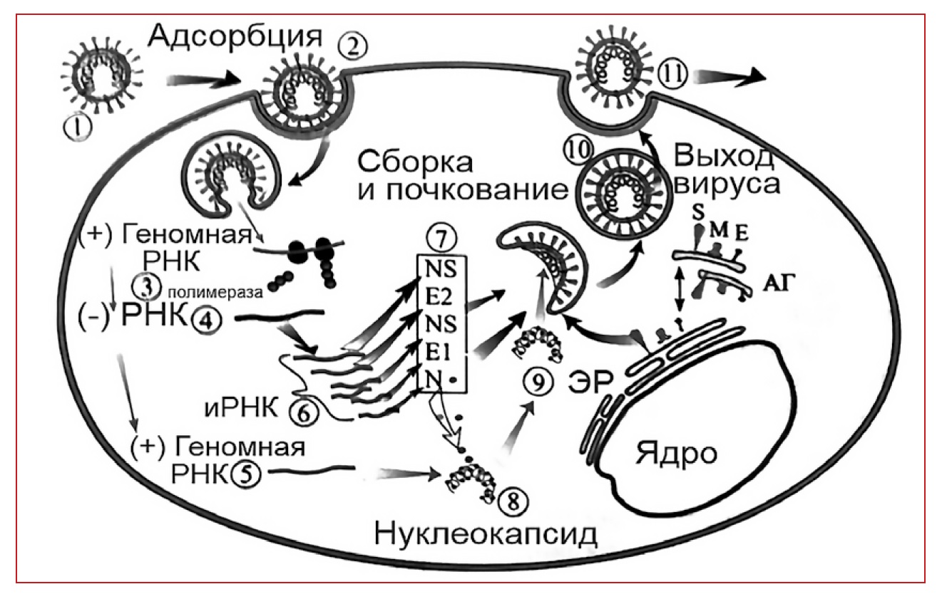 Репродукция коронавирусов Репродукция коронавирусов