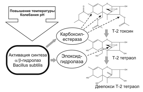 Механизм биотрансформации Т-2 токсина ферментами B.subtilis