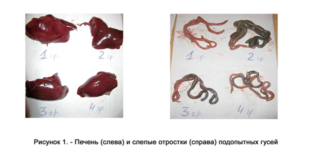 Рисунок 1