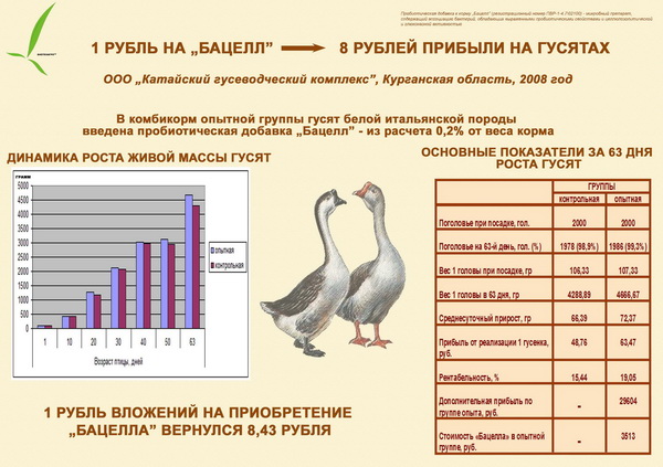 Гуси