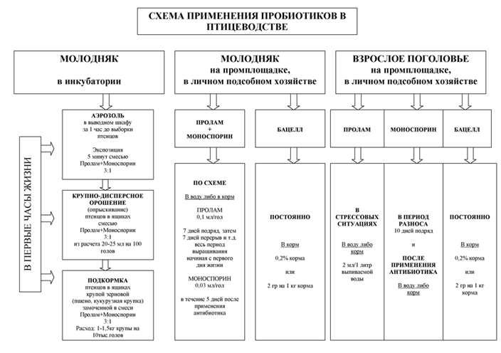 Схема применения пробиотиков в птицеводстве