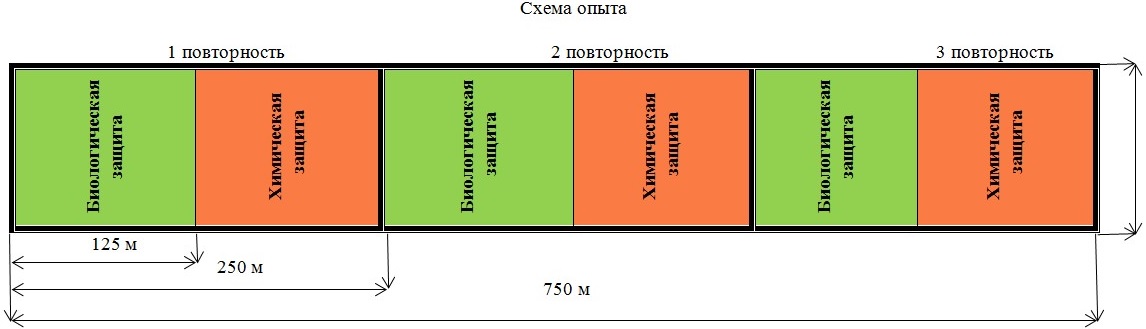 Схема опыта Схема опыта