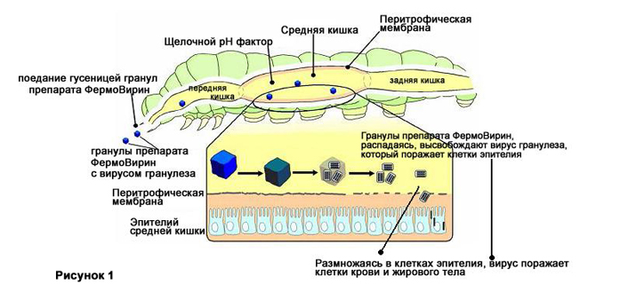 Рисунок 1 — Принцип действия препарата ФермоВирин ЯП, СП на гусеницу яблонной плодожорки