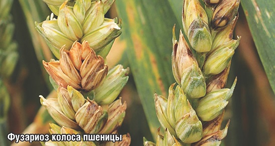 Фузариоз колоса пшеницы Фузариоз колоса пшеницы