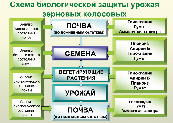 Схема биологической защиты урожая зерновых колосовых Схема биологической защиты урожая зерновых колосовых