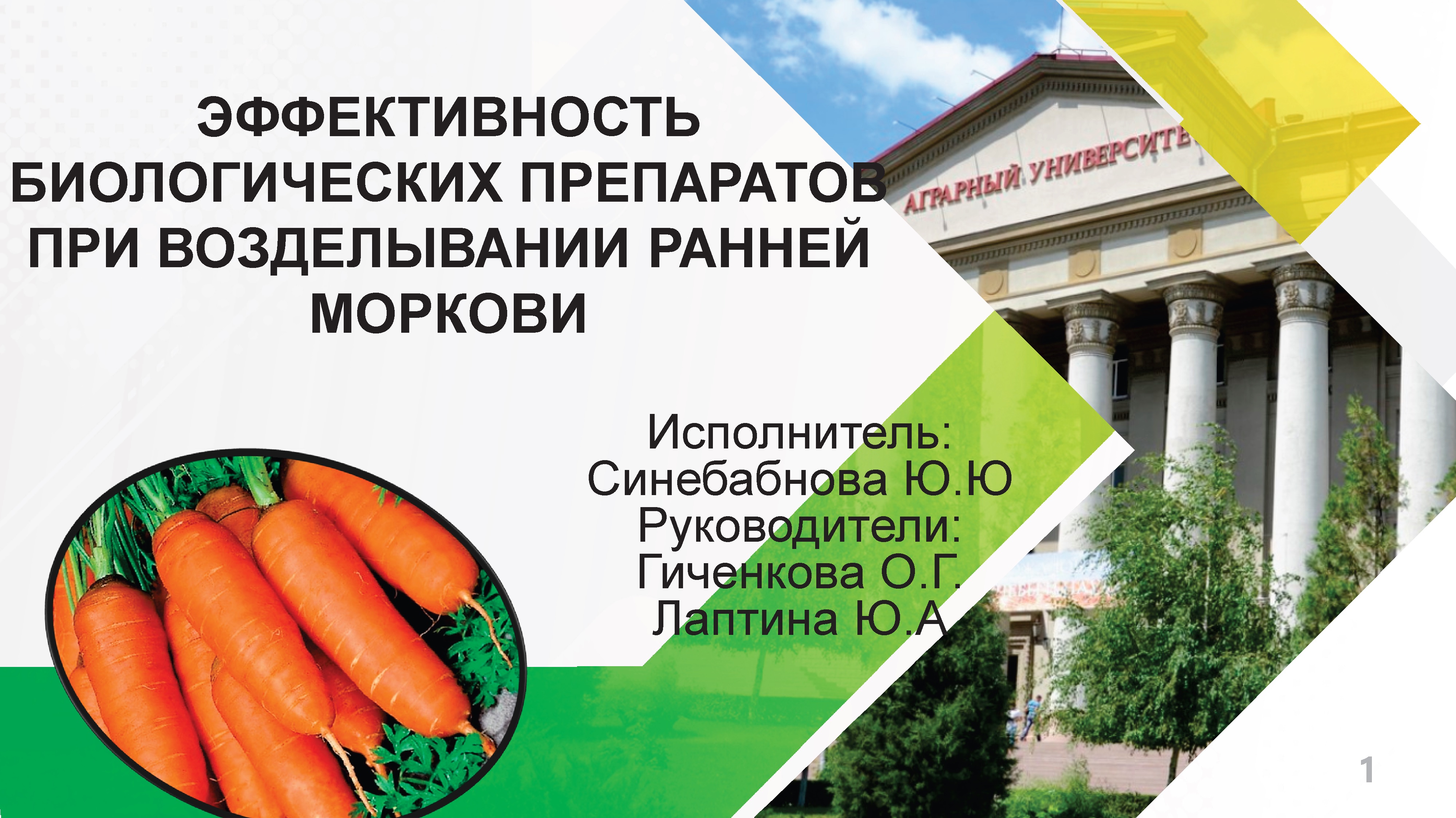 «Эффективность биологических препаратов при возделывании ранней моркови». Исполнитель: Синебабнова Ю.Ю. Руководители: Гиченкова О.Г., Лаптина Ю.А
