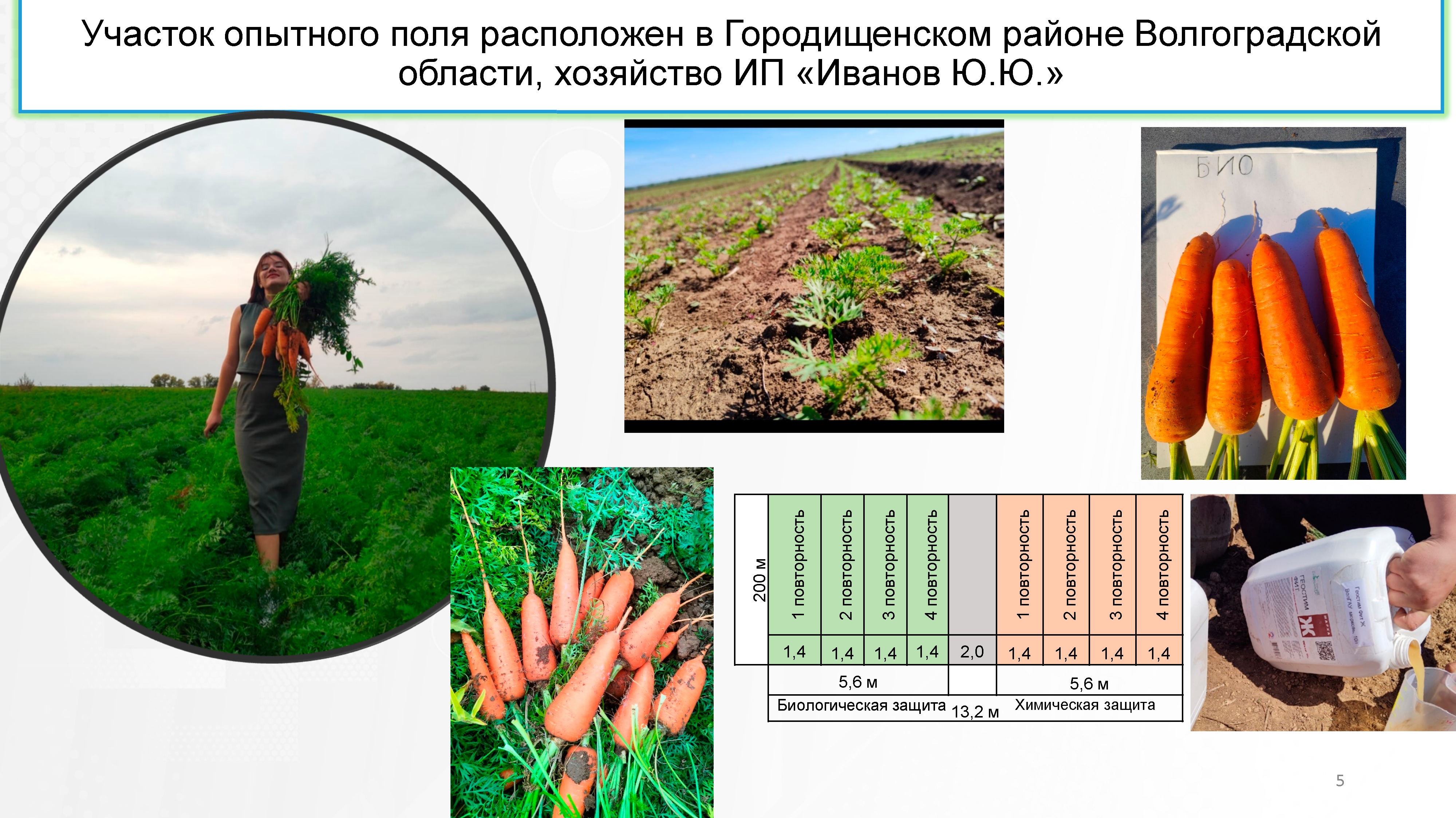 Участок опытного поля расположен в Городищенском районе Волгоградской области, хозяйство ИП «Иванов Ю.Ю.»