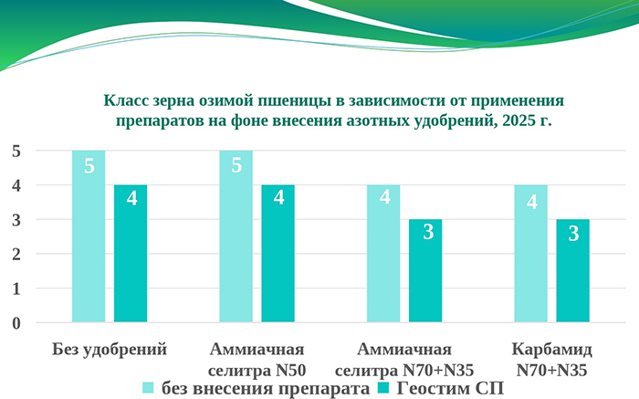 Класс зерна озимой пшеницы в зависимости от применения препаратов на фоне внесения азотных удобрений, 2025г.