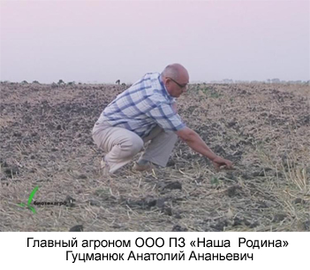 Главный агроном ООО ПЗ «Наша Родина» Гуцманюк Анатолий Ананьевич