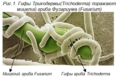 Гифы Триходермы(Trichoderma) поражают мицелий гриба Фузариума (Fusarium)