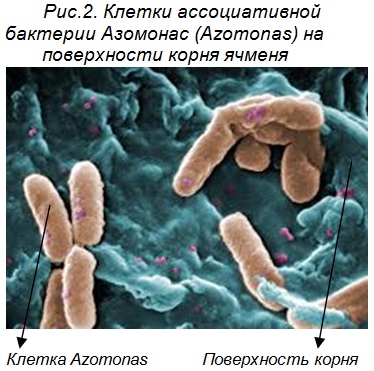 Клетки ассоциативной бактерии Азомонас (Azomonas) на поверхности корня ячменя