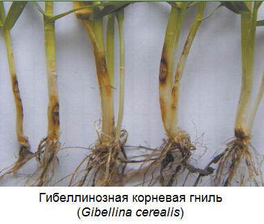 Гибеллинозная корневая гниль (Gibellina cerealis)