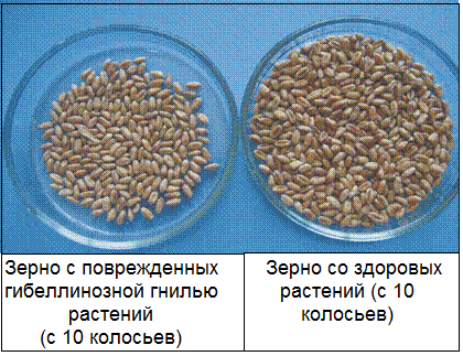 Сравнение зерен