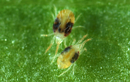 Паутинный клещ (Tetranychus urticae)