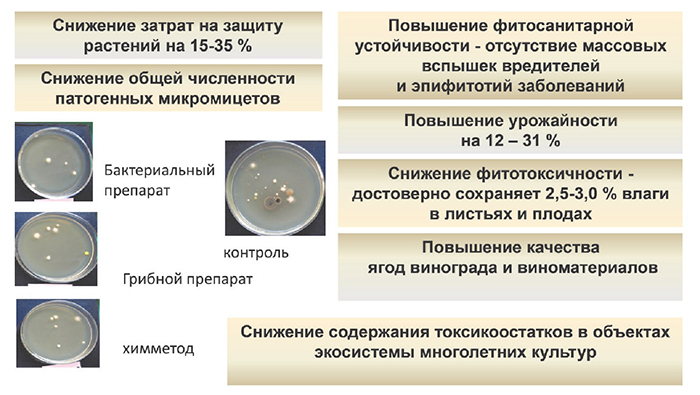 Рисунок 4 - Эффекты, получаемые от биологизации систем защиты виноградников от вредных организмов Рисунок 4 - Эффекты, получаемые от биологизации систем защиты виноградников от вредных организмов