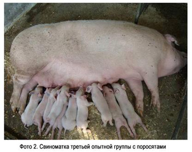 Фото 2 - Свиноматка третьей опытной группы с поросятами