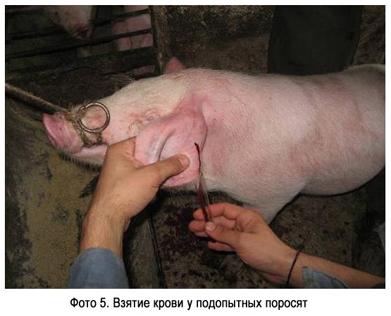 Фото 5 - Взятие крови у подопытных поросят
