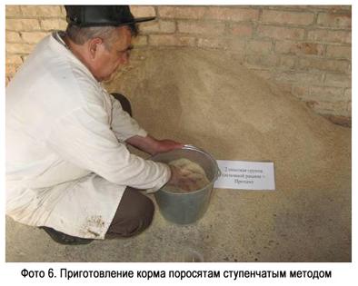 Фото 6 - Приготовление корма поросятам ступенчатым методом