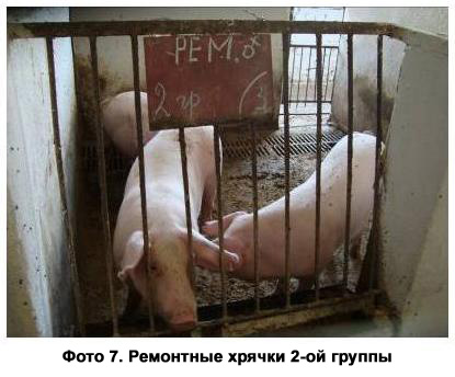 Фото 7 - Ремонтные хрячки 2-ой группы