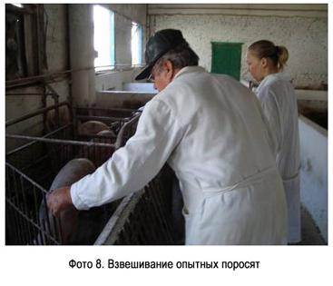 Фото 8 - Взвешивание опытных поросят