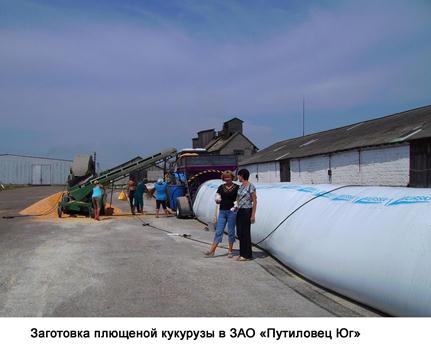 Заготовка плюшеной кукурузы в ЗАО Путиловец