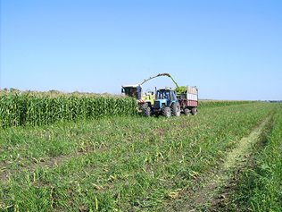 Приготовление кукурузного силоса