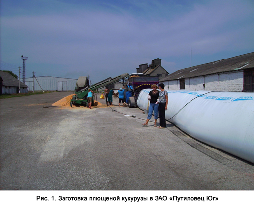 Рисунок 1 - Заготовка плющеной кукурузы в ЗАО Путиловец Юг