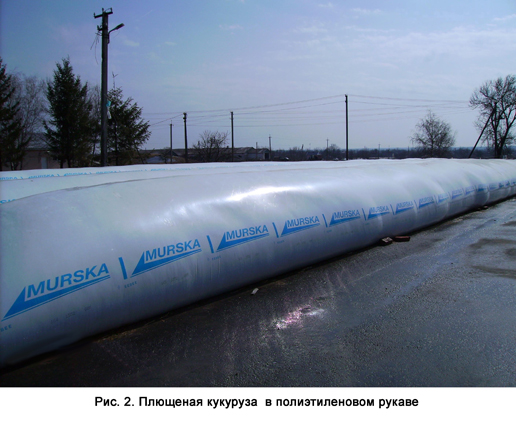Рисунок 2 - Плющеная кукуруза в полиэтиленовом рукаве