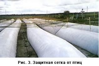 Рисунок 3 - Защитная сетка от птиц