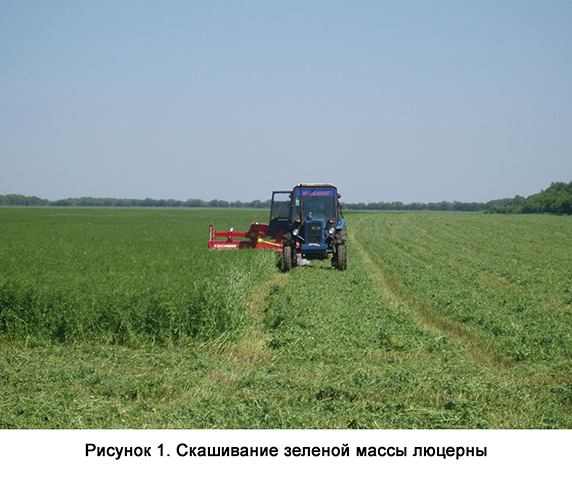 Рисунок 1. Скашивание зелёной массы люцерны