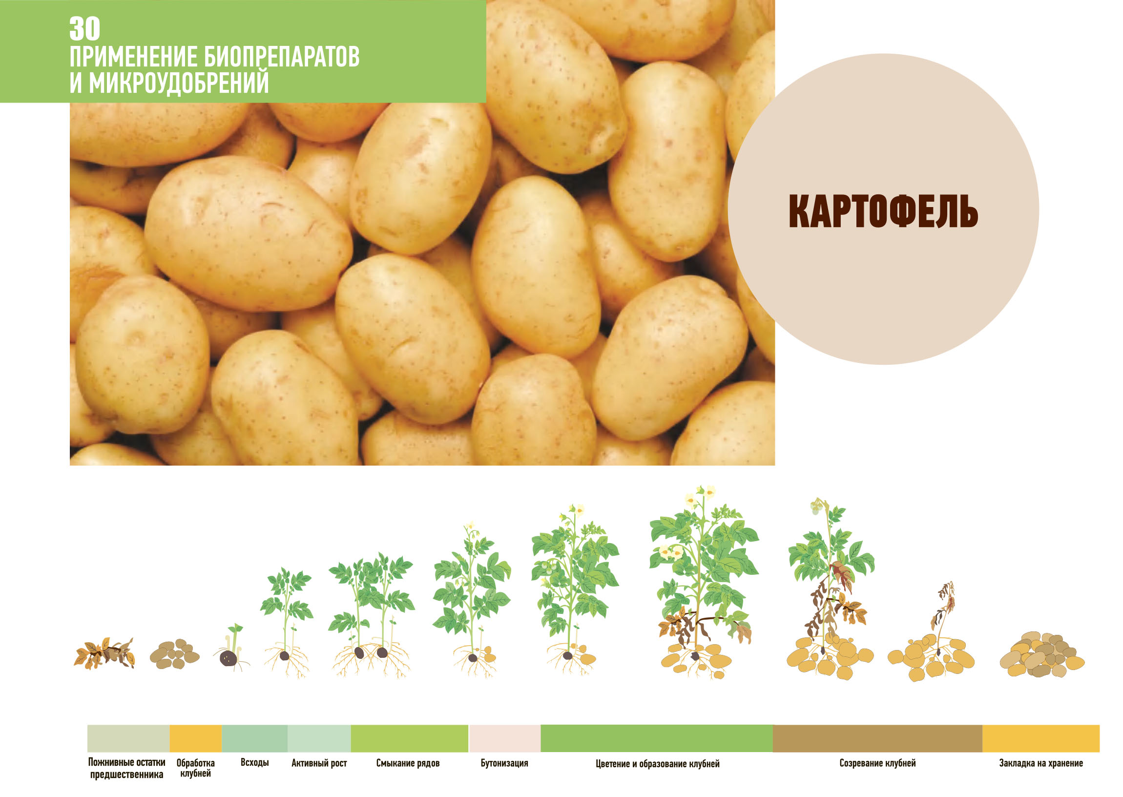 kartofel primenenie1