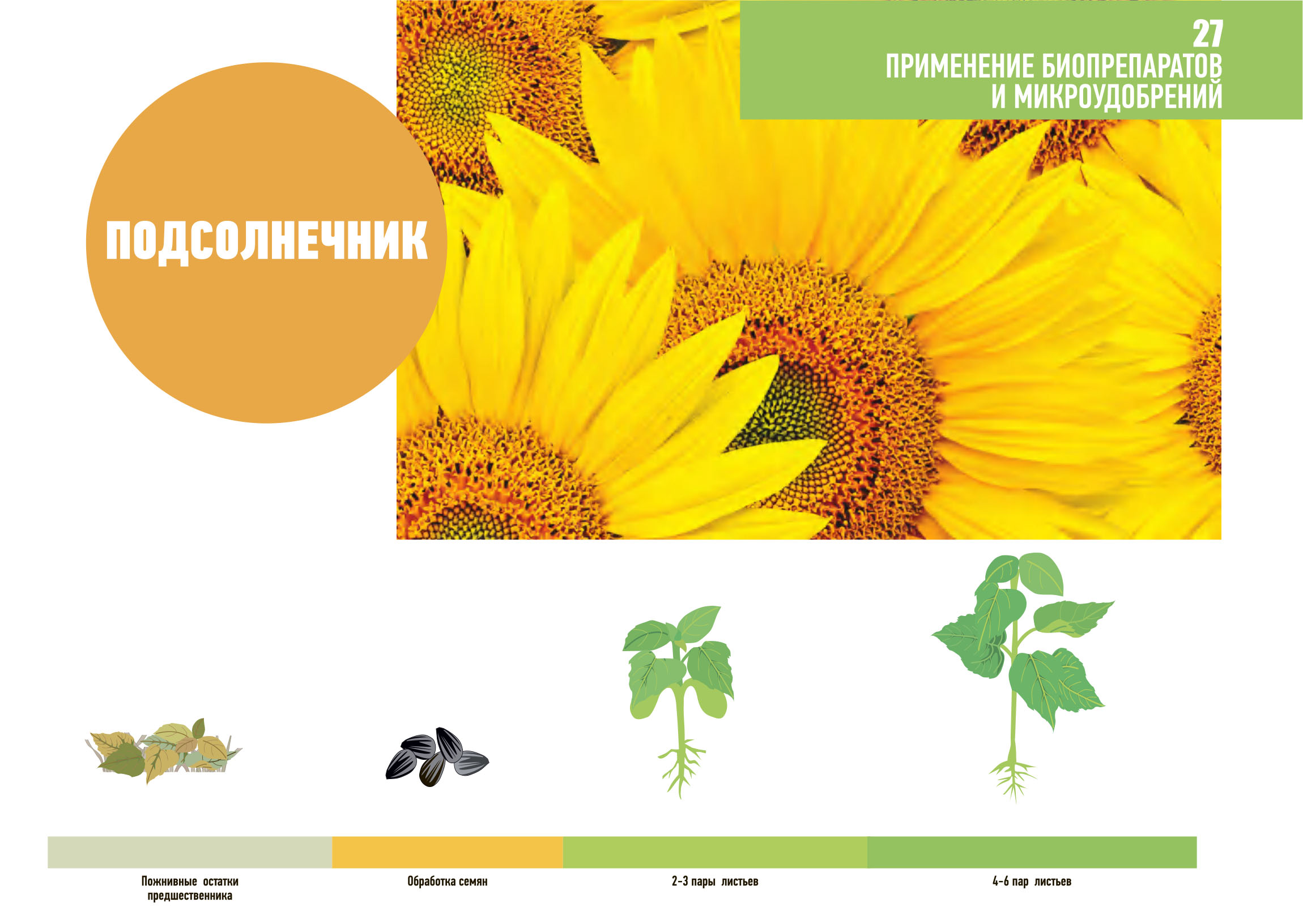 podsolnechnik primenenie1