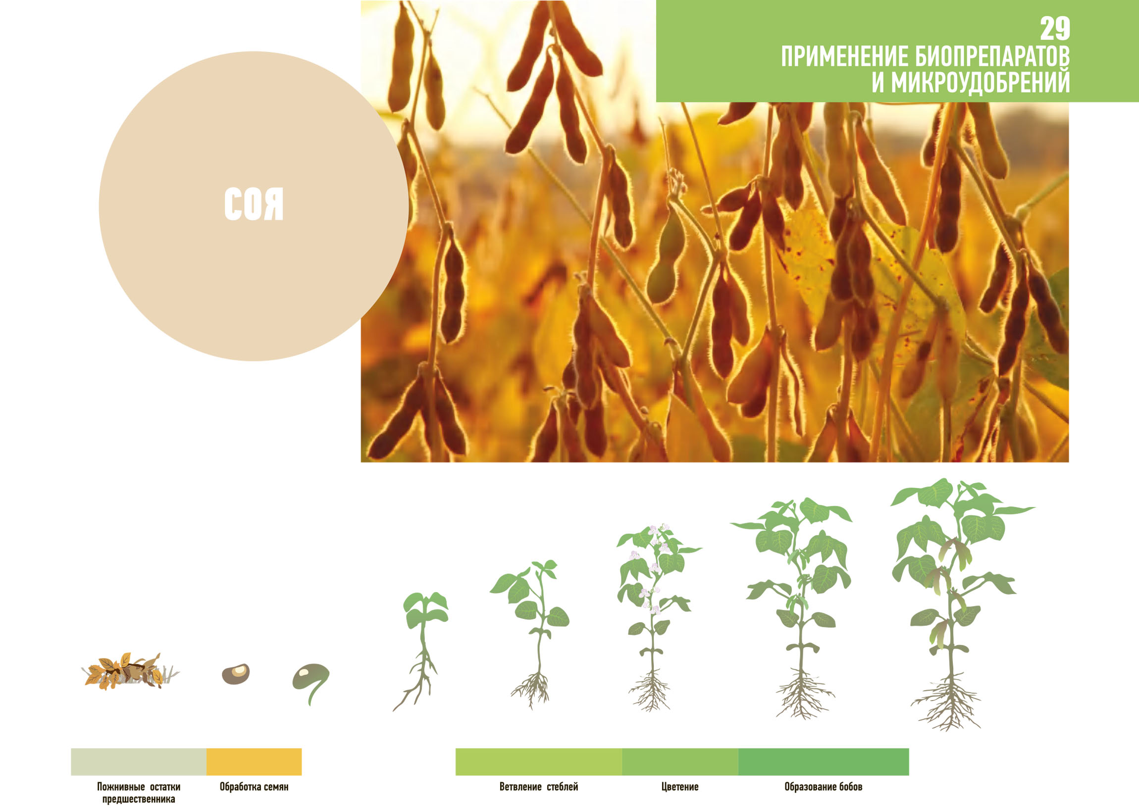 soya primenenie1