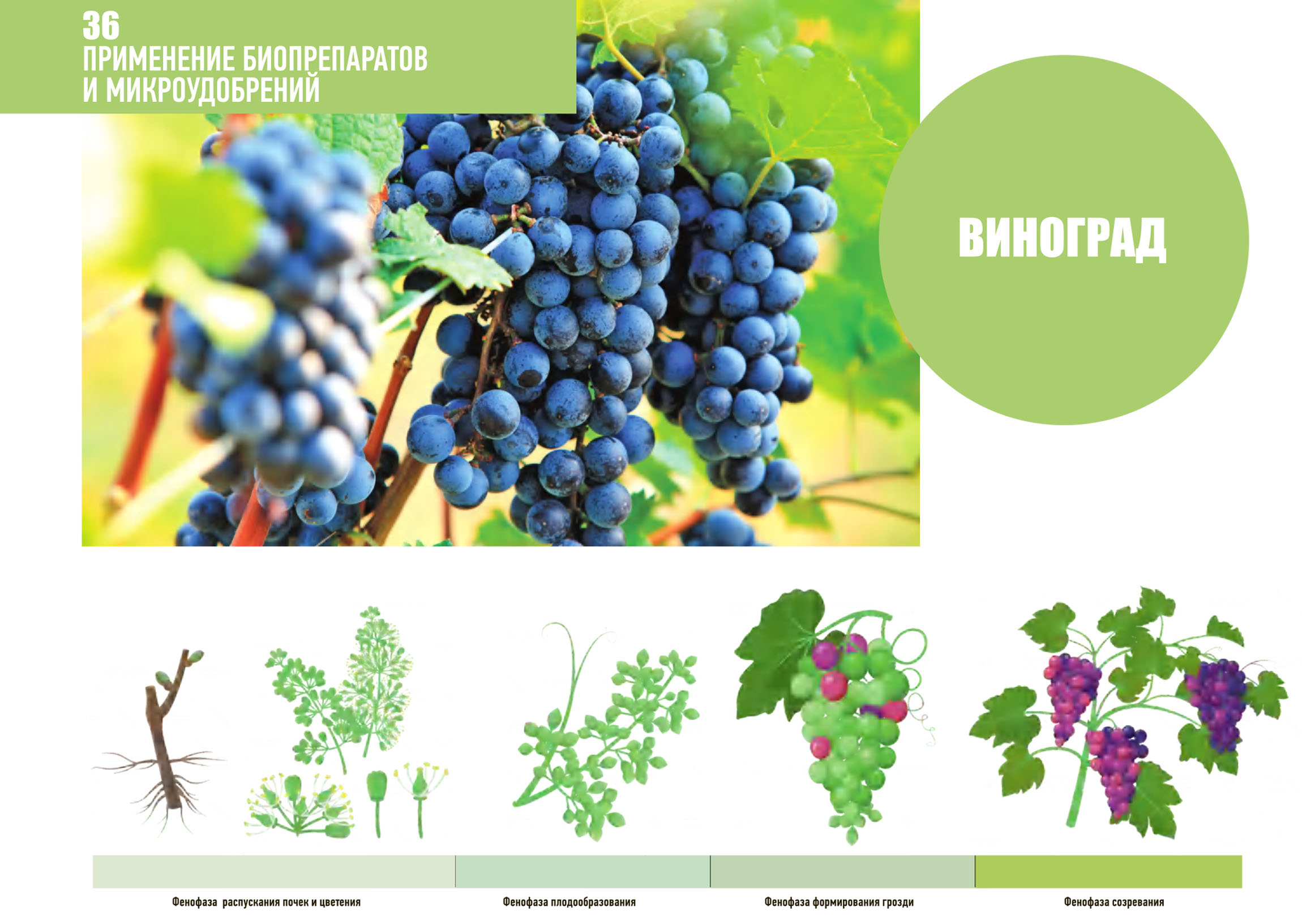 vinograd primenenie1