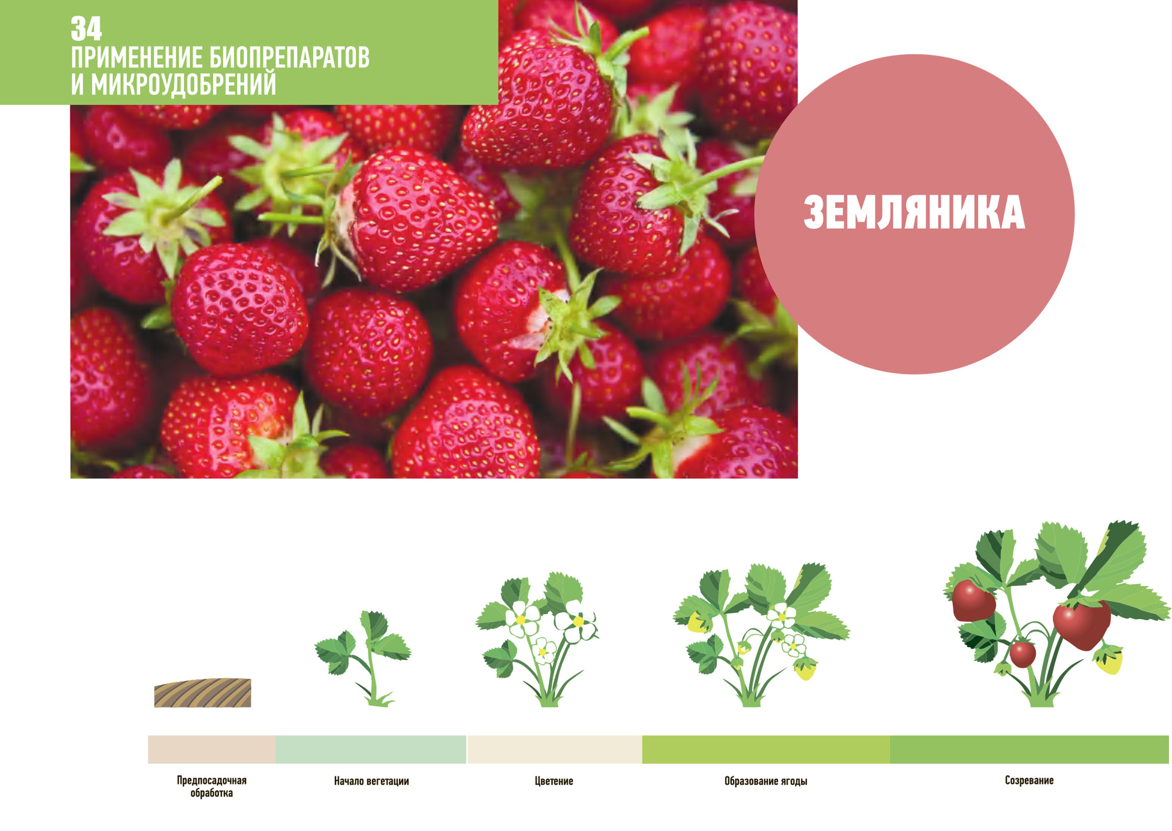 zemlyanika primenenie1